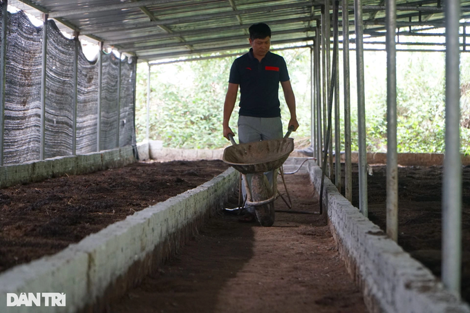 Quit being a teacher to play with cow dung, collect half a billion dong a year - 1