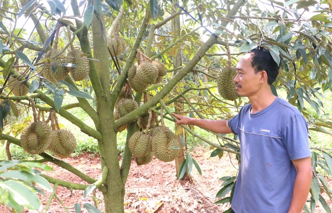 Three farmers earn billions, each plant a super fruit tree - 2