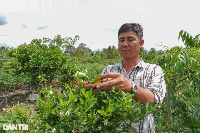 Owning a strange kumquat variety, a farmer in the West earns a lot of money - 2