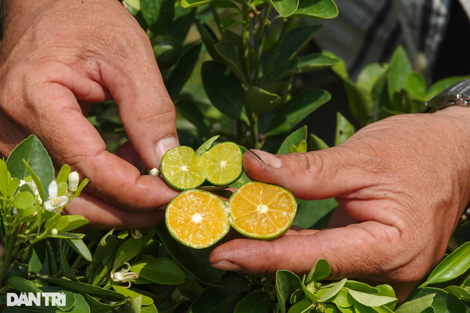 Owning a strange kumquat variety, a farmer in the West earns a lot of money - 1