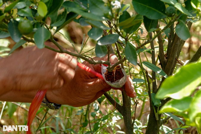 Owning a strange kumquat variety, the western farmer earns a lot of money - 3