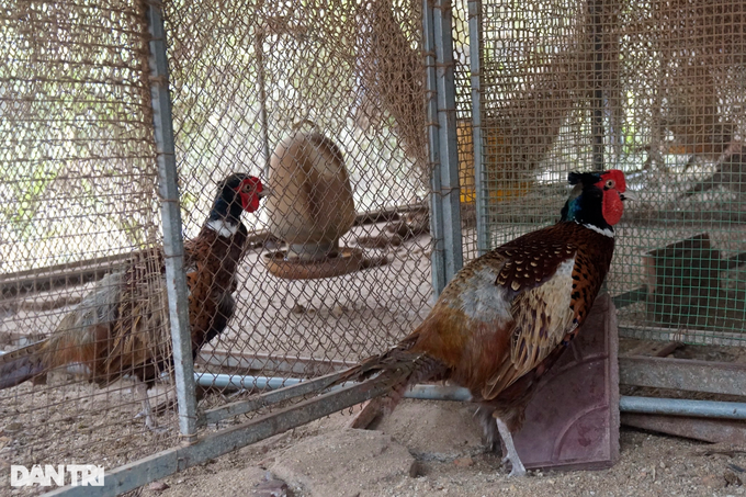 The leader of the Women's Union got out of poverty by raising pheasants - 2