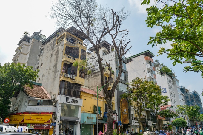 Hà Nội: Cây xà cừ 50 năm tuổi, cao ngang ngôi nhà 6 tầng nghi bị bức tử - 1 Hà Nội: Cây xà cừ 50 năm tuổi, cao ngang ngôi nhà 6 tầng nghi bị bức tử - 1