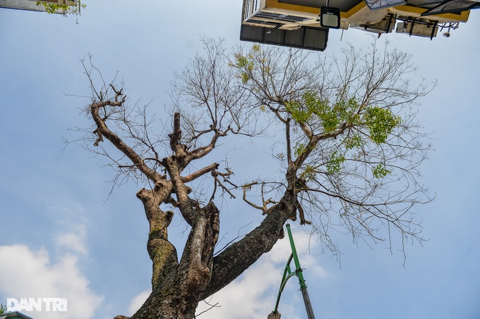 Hà Nội: Cây xà cừ 50 năm tuổi, cao ngang ngôi nhà 6 tầng nghi bị bức tử - 3 Hà Nội: Cây xà cừ 50 năm tuổi, cao ngang ngôi nhà 6 tầng nghi bị bức tử - 3