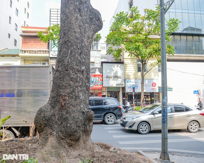 Hà Nội: Cây xà cừ 50 năm tuổi, cao ngang ngôi nhà 6 tầng nghi bị bức tử - 2