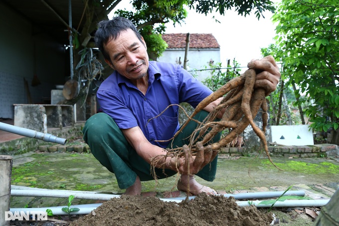 Nhặt thần dược trên núi về trồng, lão nông thu gần 1 tỷ mỗi năm - 6