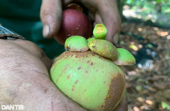 Swinging to pick the most popular fruit on social networks to earn half a million a day - 10