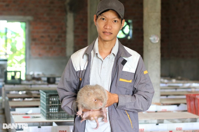 Nuôi loài chuột bự, ăn ít tốn mà thu lãi cao - 1