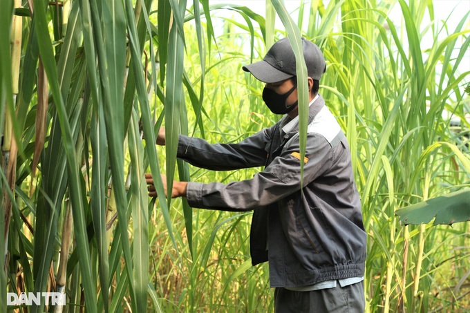 Nuôi loài chuột bự, ăn ít tốn mà thu lãi cao - 4