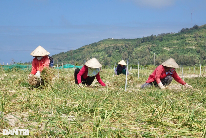 Rộ dấu hiệu đầu cơ đất nông nghiệp trên đảo Lý Sơn - 2