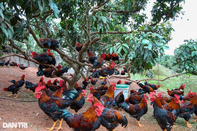 Telling each other to feed super luxurious chickens, farmers earn half a billion dong a year - 6