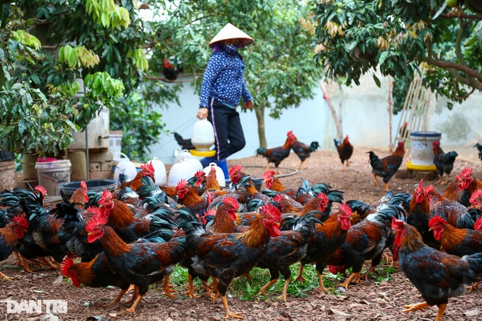 Telling each other to feed super luxurious chickens, farmers earn half a billion dong a year - 1