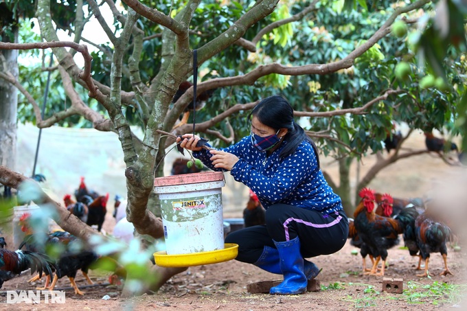 Telling each other to feed super luxurious chickens, farmers earn half a billion dong a year - 5