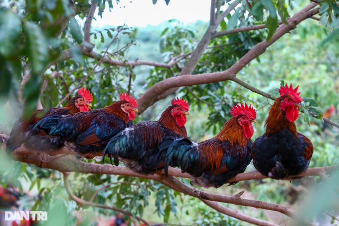 Telling each other to feed super luxurious chickens, farmers earn half a billion dong a year - 2