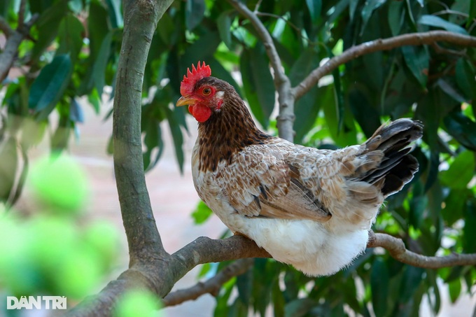 Telling each other to feed the chickens with super luxury, farmers earn half a billion dong a year - 3