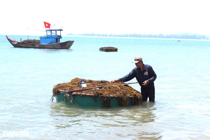 Hái rau sạch... dưới biển, ngư dân rủng rỉnh tiền triệu mỗi ngày - 1