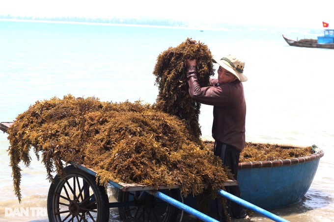 Hái rau sạch... dưới biển, ngư dân rủng rỉnh tiền triệu mỗi ngày - 2