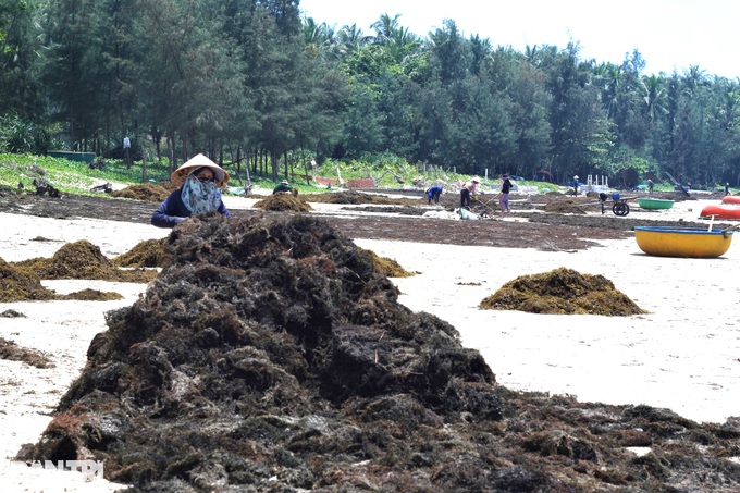 Hái rau sạch... dưới biển, ngư dân rủng rỉnh tiền triệu mỗi ngày - 3