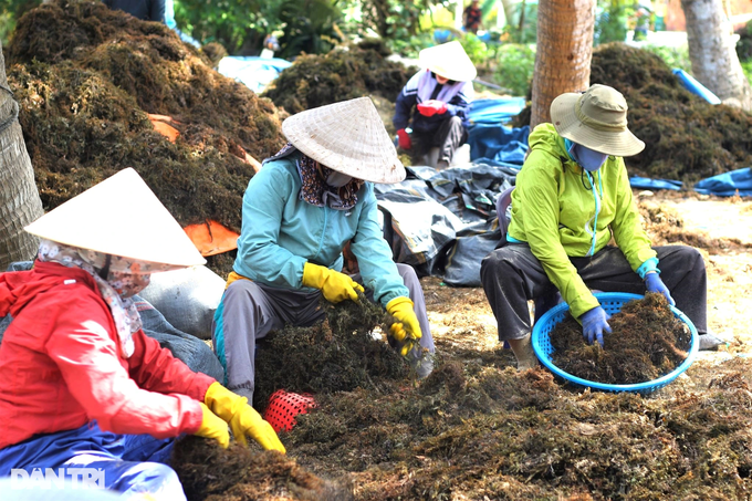 Hái rau sạch... dưới biển, ngư dân rủng rỉnh tiền triệu mỗi ngày - 4