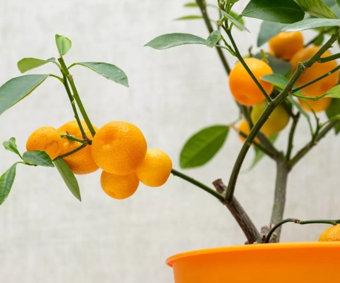 6 cây ăn quả lý tưởng để trồng trong nhà: Vừa làm cảnh, vừa cho trái ngọt - 1