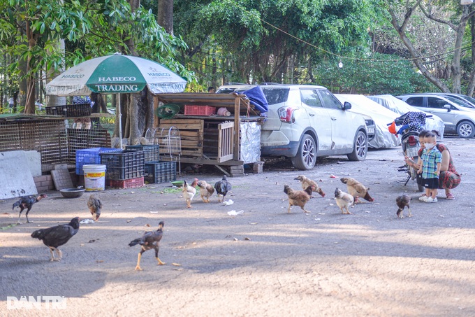 Hà Nội: Công viên được đầu tư 280 tỷ đồng thành nơi chọi gà, thả chó - 11