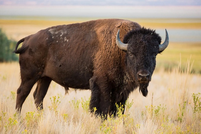 Bò rừng bison châu Mỹ là loài động vật gây ra số thương tích nhiều nhất cho du khách tại Vườn quốc gia Yellowstone (Ảnh minh họa: Pinterest).