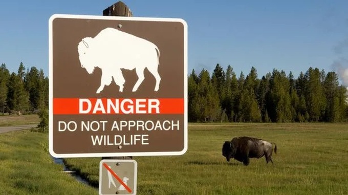 Biển cảnh báo du khách không tiếp cận động vật hoang dã và bò rừng bison tại Vườn quốc gia Yellowstone (Ảnh: 9gag).