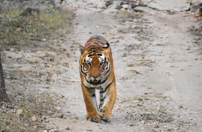 Umarpani là cá thể hổ Bengal to lớn nhất và nổi tiếng, được xem là 