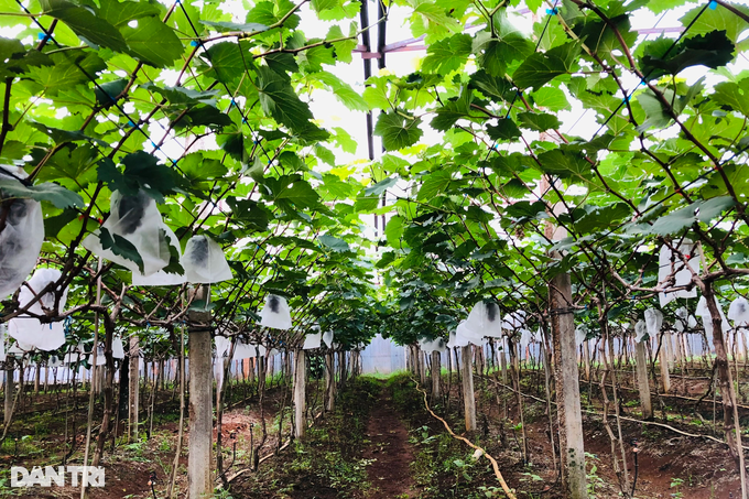 Recklessly abandoning the black gold tree to plant strange fruits, the old farmer suddenly won a big - 3