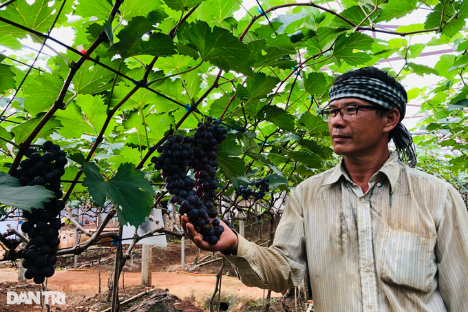 Recklessly abandoning the black-gold tree to plant strange fruits, the old farmer suddenly won a big - 1