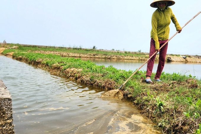 Tôm chết trắng đồng nghi nguồn nước ô nhiễm, nông dân chỉ biết kêu trời - 3