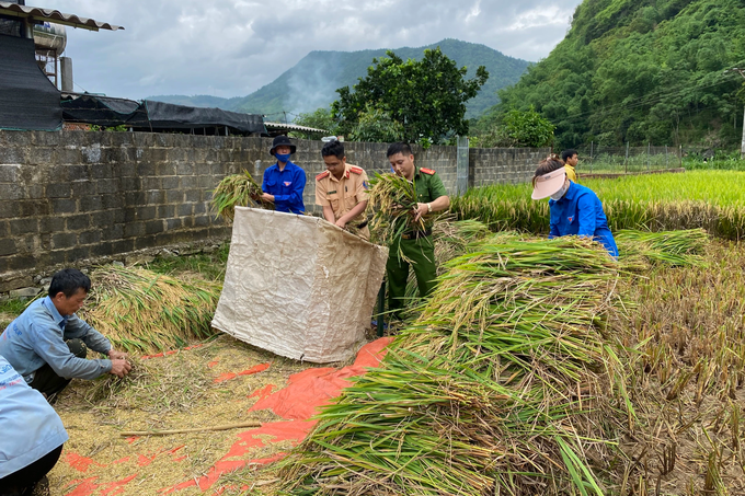 Công an xuống đồng giúp dân bản gặt lúa - 1