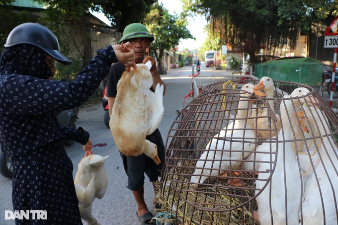 Khách vừa bóp vừa nặn, chủ bán cả trăm con vịt ngày Tết Đoan Ngọ - 6