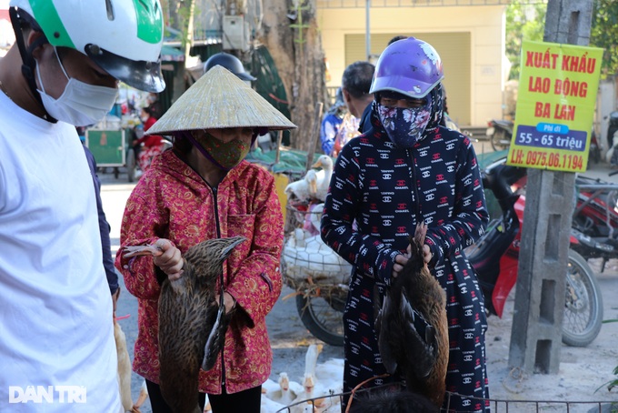 Khách vừa bóp vừa nặn, chủ bán cả trăm con vịt ngày Tết Đoan Ngọ - 5