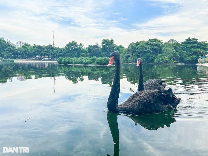 Hà Nội: Lý do đàn thiên nga 12 con ở hồ Thiền Quang chỉ còn lại 5 con - 8
