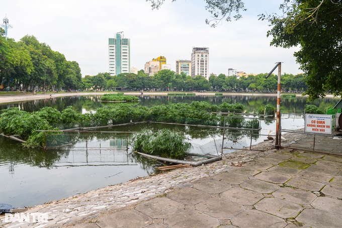 Hà Nội: Lý do đàn thiên nga 12 con ở hồ Thiền Quang chỉ còn lại 5 con - 1
