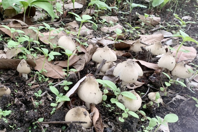 Mushrooms of the rich grow white in the garden, farmers walk a few times and have collected 3 million - 3
