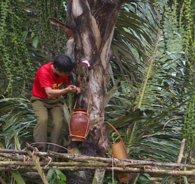 Strange job in Vietnam: Cut a tree to get water right away, a spicy, non-drinking wine - 2