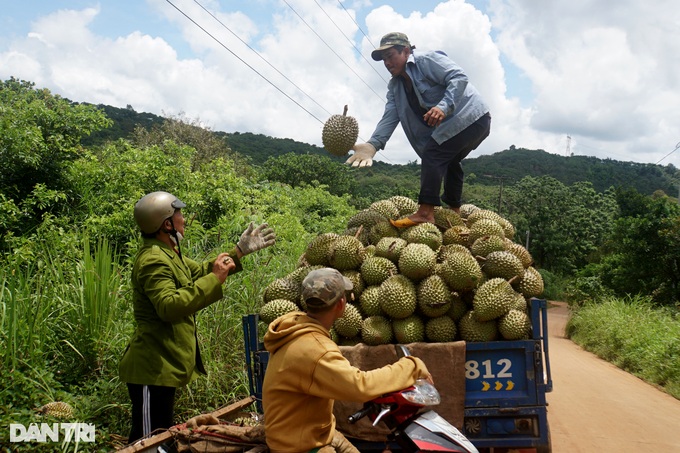 Unique profession of listening to, smelling durian making millions every day - 6