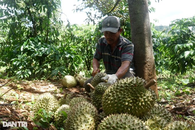 Unique profession of listening to sound, smelling durian making millions every day - 4