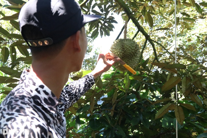 Unique profession of hearing, smelling durian earns millions every day - 2