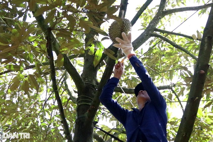 The profession of hearing and smelling durian makes millions every day - 7