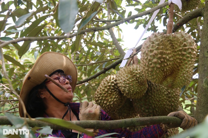 The unique profession of listening to the sound, smelling the durian makes millions every day - 3
