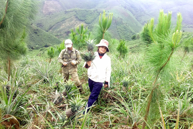 90% of forest trees died white, farmers applied a unique way of getting rich - 1