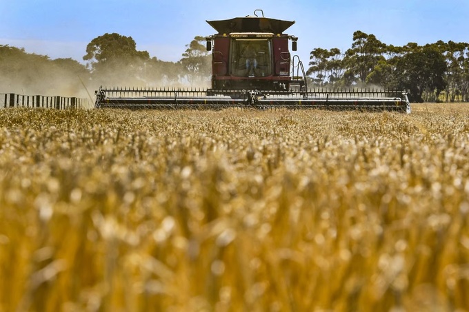 Trung Quốc, Australia chấm dứt cuộc chiến lúa mạch