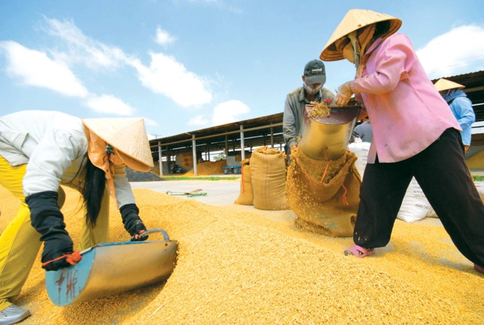 Giá gạo tăng hàng ngày, Bộ Công Thương hỏa tốc đề nghị không mua gom ồ ạt - 1
