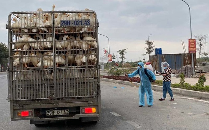 700 nghìn con gà cần bán ngay, dân Hải Dương lo âu từng ngày - 3