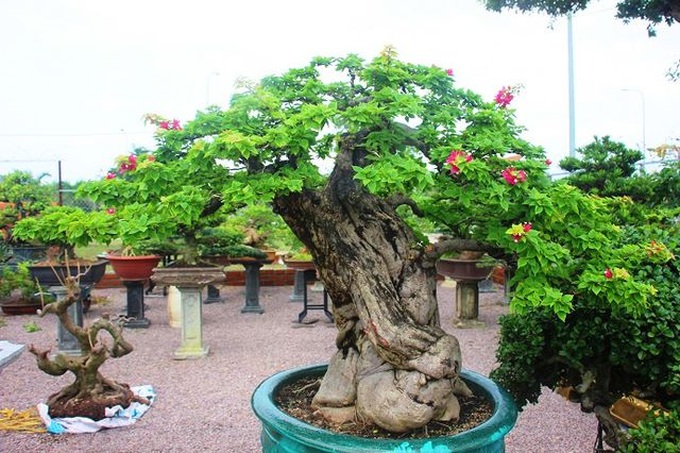 Bonsai cổ thụ dáng cực lạ giá cả trăm triệu ngóng đại gia dịp Tết - 2