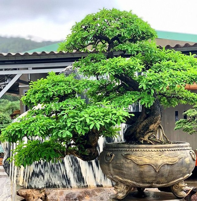 Bonsai cổ thụ dáng cực lạ giá cả trăm triệu ngóng đại gia dịp Tết - 3