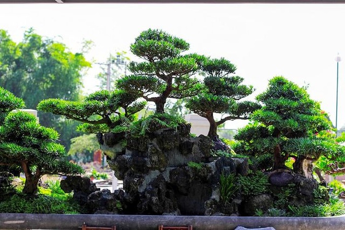 Bonsai cổ thụ dáng cực lạ giá cả trăm triệu ngóng đại gia dịp Tết - 5